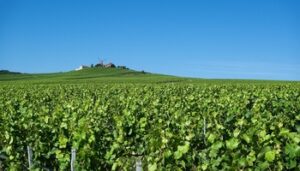 Ontdek wijnland Frankrijk: Franse wijn het beste van alle wijnlanden?