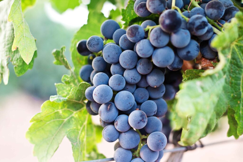 Blauwe druiven gebruikt voor Portugese wijn