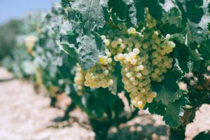 Alles over de Grillo druif en haar wijnen