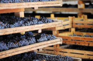 Ontdek de veelzijdige wijn uit Valpolicella