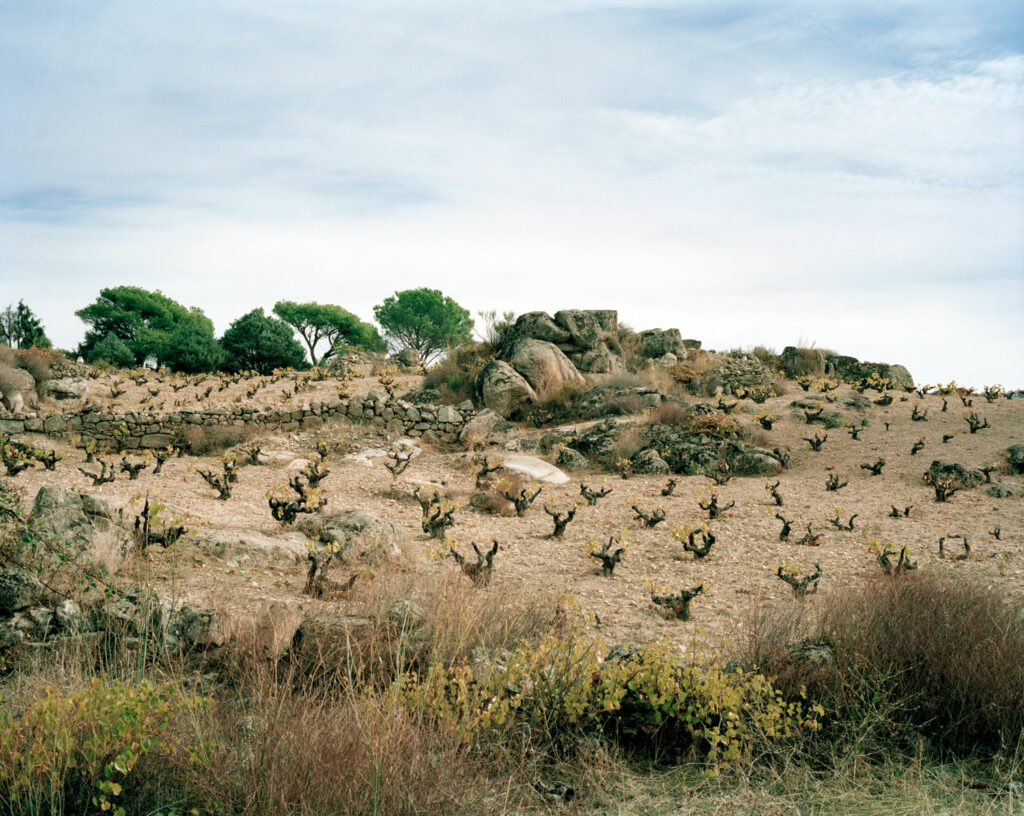 cebreros wijngaard van Telmo Rodriguez in Spanje met bush vines