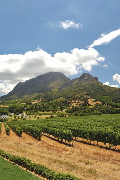 Methode Cap Classique wijngaarden Zuid-Afrika